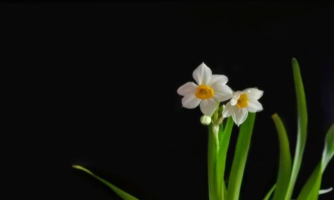 水仙花花语及寓意的赠送对象与意义（传递暖心祝福，送给最爱的人们）