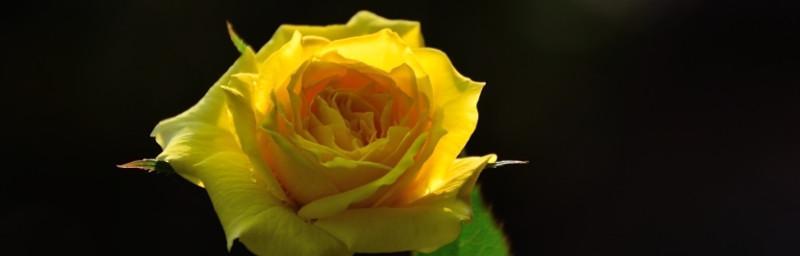 黄色玫瑰的寓意与花语（探秘黄色玫瑰的隐含意义，了解花语中的深意）