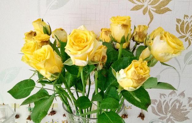 黄色玫瑰的寓意与花语（探秘黄色玫瑰的隐含意义，了解花语中的深意）