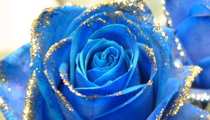 蓝色妖姬的花语（解读这种神秘的美丽花朵的寓意和象征）
