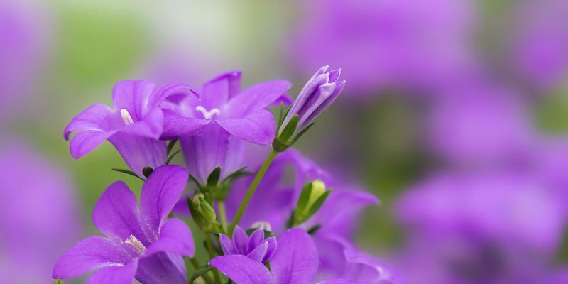 紫色花语的深意（解读紫色花朵的含义与象征）