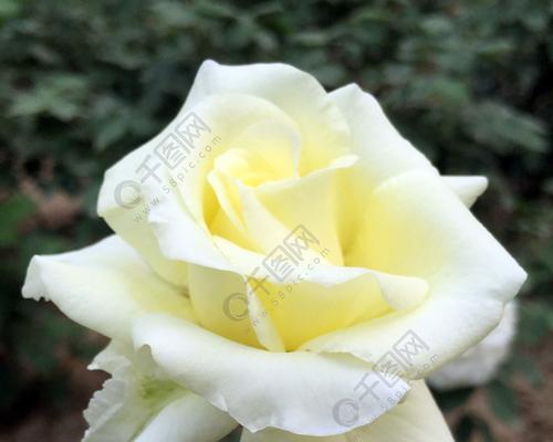 白色玫瑰的象征意义（探寻白色玫瑰的神秘内涵）