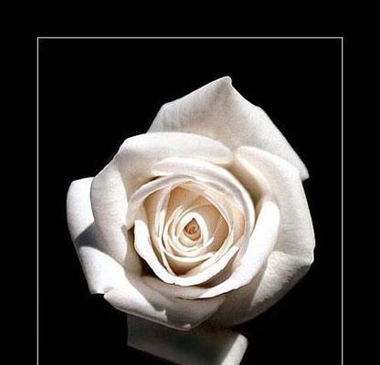 白玫瑰花的花语（探秘白玫瑰花的8种含义）