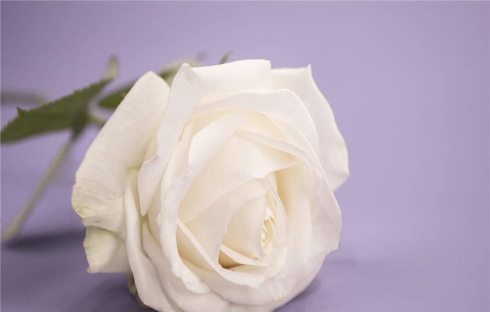 白玫瑰花的花语（探秘白玫瑰花的8种含义）