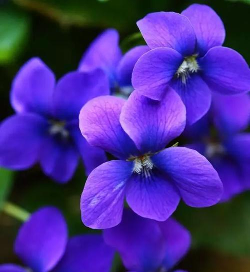 解读紫罗兰花语（寓意深刻的紫罗兰，你知道它们分别代表什么吗？）