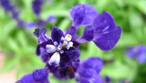 解读紫罗兰花语（寓意深刻的紫罗兰，你知道它们分别代表什么吗？）
