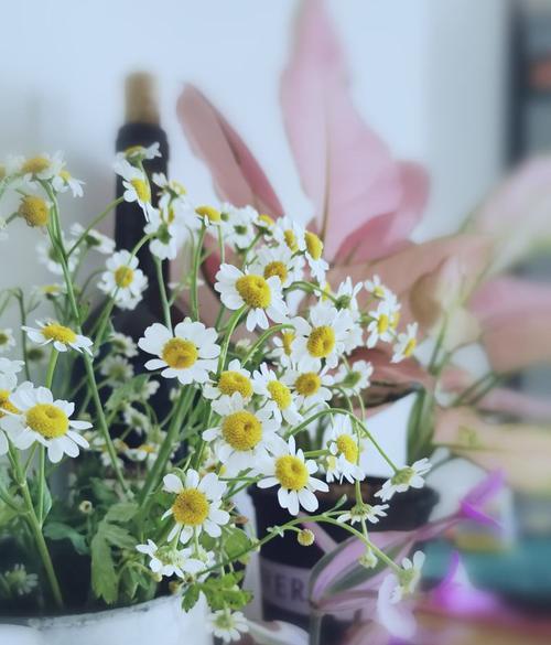 春日之花的意义——赏析雏菊花语（了解雏菊的寓意和象征意义）