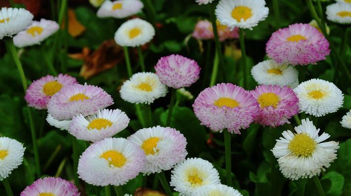 春日之花的意义——赏析雏菊花语（了解雏菊的寓意和象征意义）