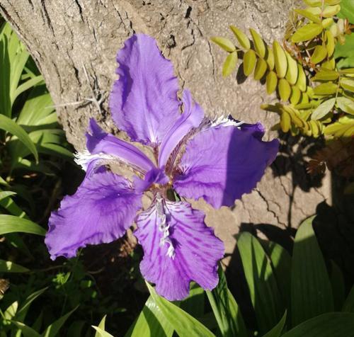 探秘鸢尾草的花语（解密鸢尾草的神秘暗示，浪漫花语随风传）