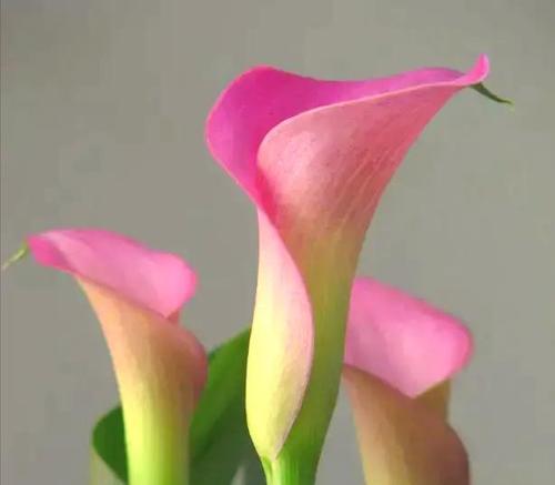 粉色马蹄莲，生命的勇气（花开一瞬，绽放爱与希望；散发着坚定与勇敢的力量）