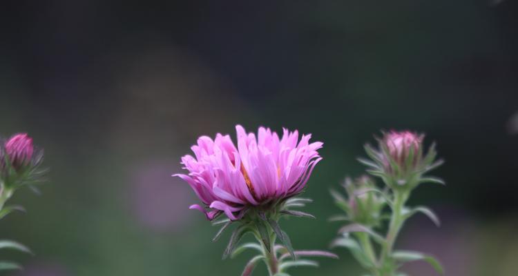 紫菀花语与传说（紫菀的故事和神话，了解这朵神秘的花语）