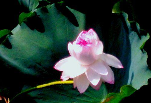 并蒂莲花——爱情的化身（诠释花语，领悟人生之美）