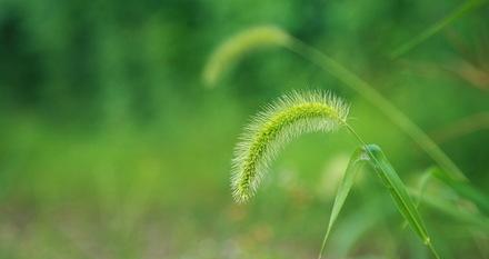 狗尾草花语，寓意不止（了解它的花语，感悟人生之美）