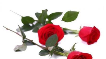 44朵玫瑰花的含义及象征意义（解读44朵玫瑰花代表的真正意义，让你的花语更有深度）