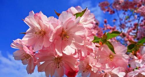山樱花与西洋樱花的花语（探寻花海中的语言与情感）