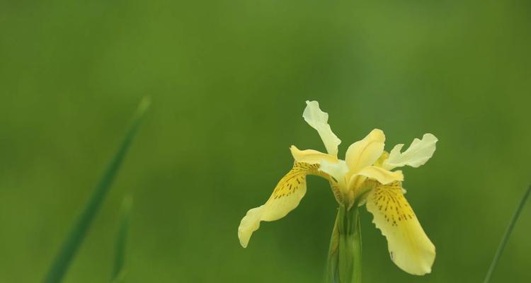 鸢尾的花语——繁荣、尊贵与爱情（探寻鸢尾花的含义和象征）