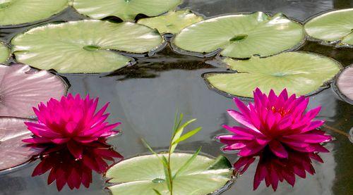 香槟睡莲的花语（浪漫与神秘的花语之谜）