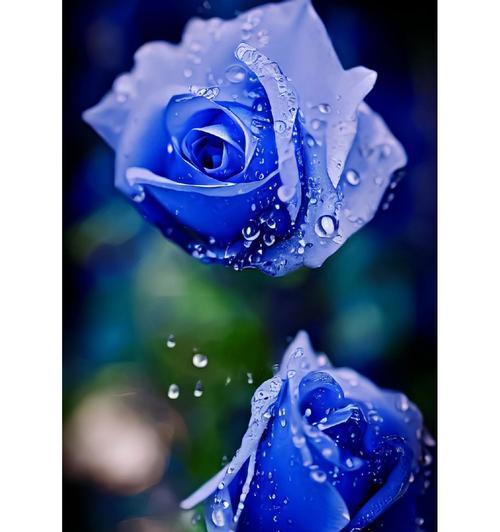 蓝色玫瑰的花语（解读蓝色玫瑰的含义与象征）