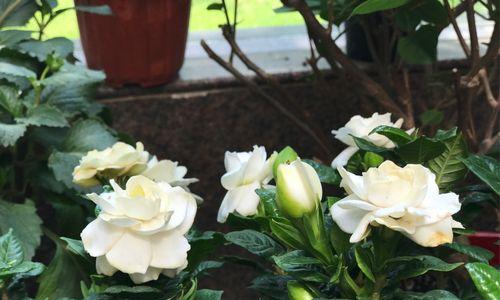 栀子花花语之美好祝福（花开富贵、友谊长存——探究栀子花的花语）