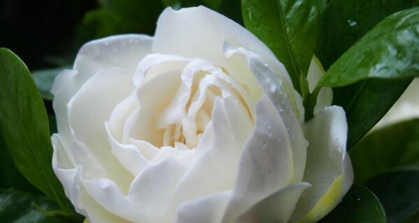 栀子花花语之美好祝福（花开富贵、友谊长存——探究栀子花的花语）