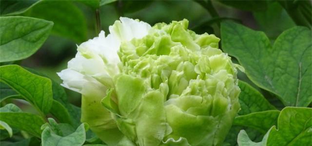 牡丹的花语与寓意（探秘牡丹的象征之美）