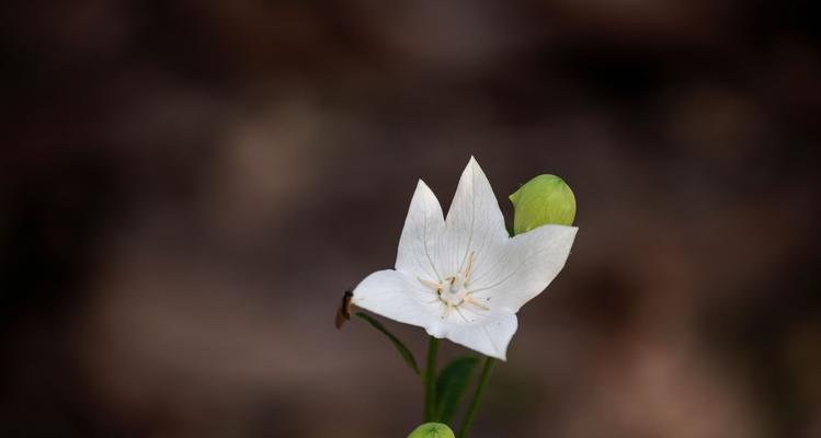 白色洋桔梗花语——纯洁的美丽（探究白色洋桔梗的花语及其象征意义）