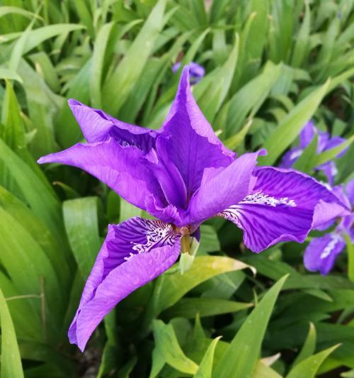 蓝色鸢尾花的花语（寓意深刻，神秘而高贵）