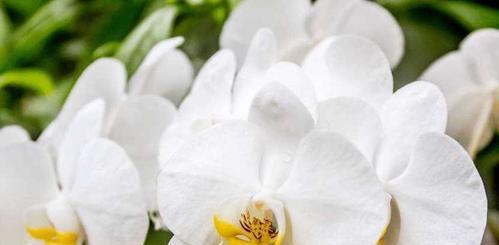 白色紫罗兰——寓意深刻的花卉（探究白色紫罗兰的花语及象征意义）