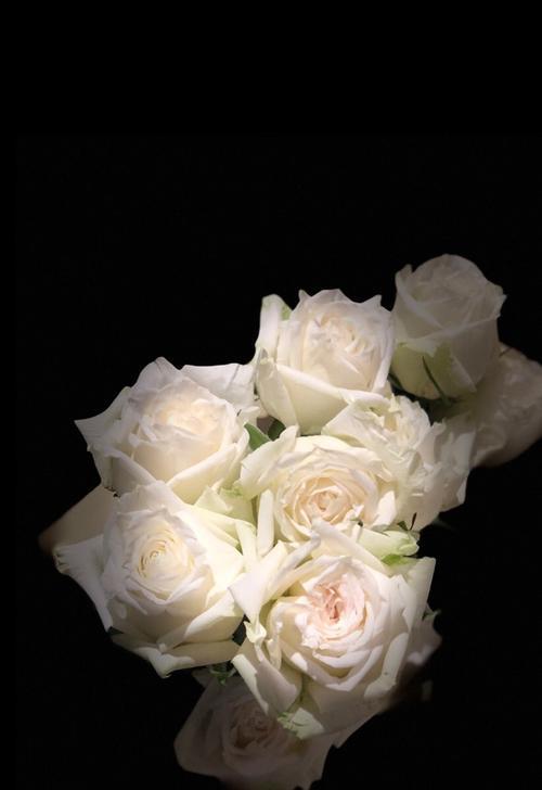 白玫瑰之美（探寻白玫瑰的寓意与情感）