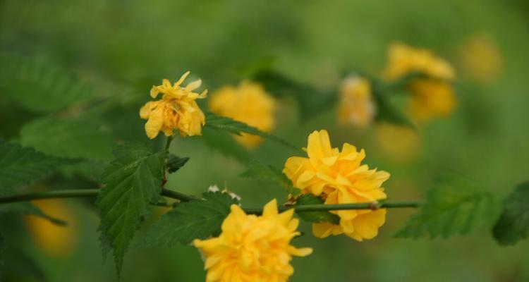 棣棠花花语——美丽而神秘的花语之语（探寻棣棠花的花语之谜）