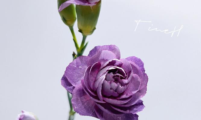 紫色康乃馨花语（神秘而又高贵，传递着专注和成熟的爱情）