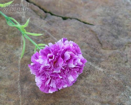 紫色康乃馨花语（神秘而又高贵，传递着专注和成熟的爱情）
