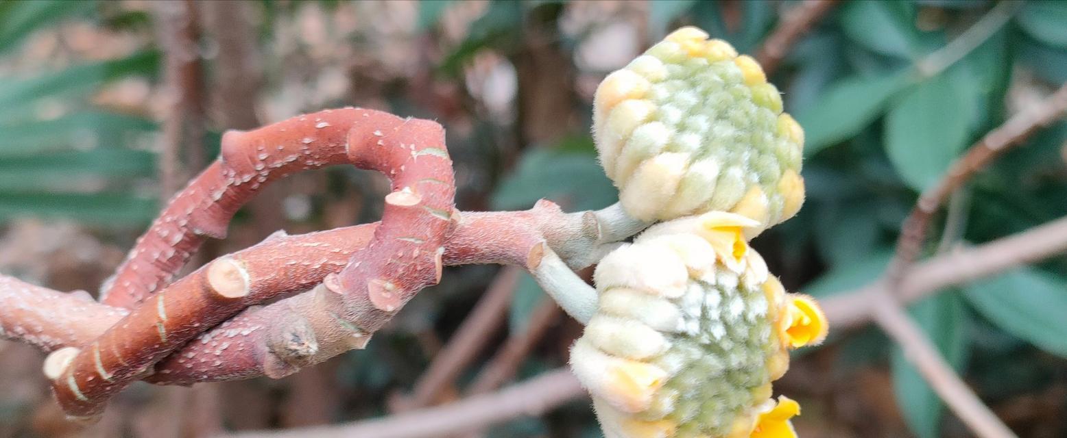 结香花的传说与花语（寓意深刻，寄托情感）