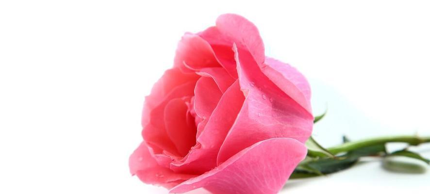 三朵玫瑰的花语含义（传递情感的鲜花语言）