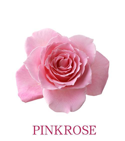 19朵粉色玫瑰的代表意义（探寻粉色玫瑰的花语和象征）