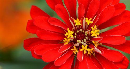 百日菊，不败的花之灵（花语解读、种植与护理）