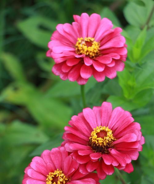 百日菊，不败的花之灵（花语解读、种植与护理）