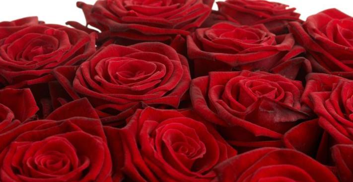 红玫瑰的含义（花语传情，红玫瑰代表什么？）