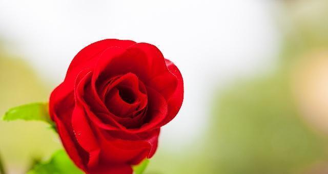 红玫瑰的含义（花语传情，红玫瑰代表什么？）