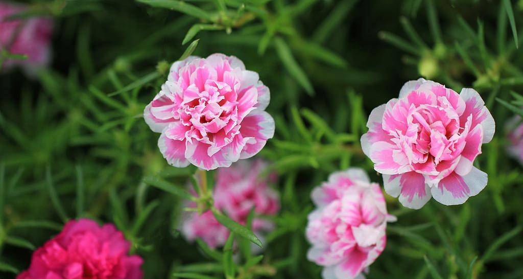 太阳花的花语（传递温暖与爱的阳光之花）