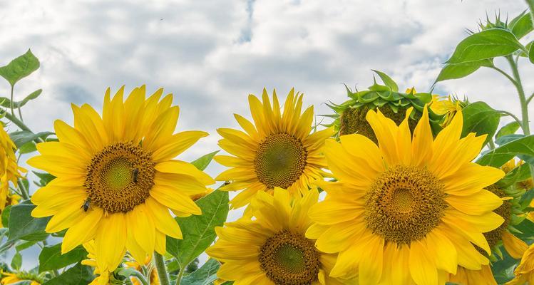 太阳花的花语（传递温暖与爱的阳光之花）