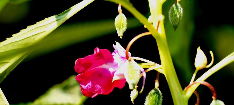 凤仙花花语大揭秘（传递美好的爱情情感，为生命注入美丽活力）