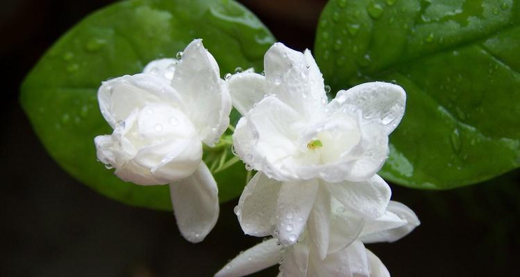 茉莉花的花语（探秘茉莉花的花语及文化背景）