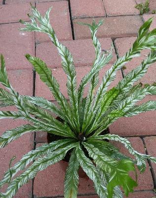 传说中的鸟巢蕨花语（探寻鸟巢蕨的神秘传说与花语）