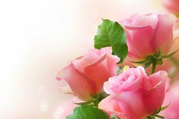 粉红玫瑰——爱与美的象征（花语含义及其魅力）