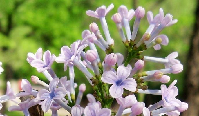 丁香花花语——寓意深远的花卉（探究丁香花的花语，了解不同颜色代表的意义）