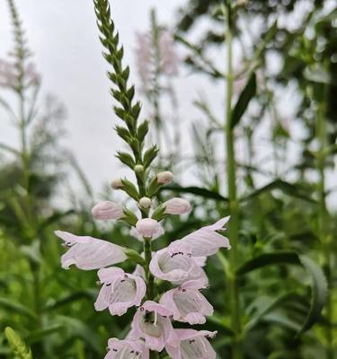 随意草的花语（揭秘随意草的花语及其寓意）