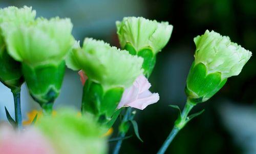 白色康乃馨花语（传递爱意的花语之白色康乃馨）