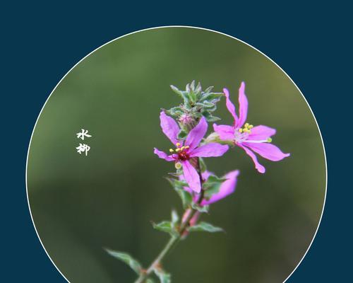 千屈菜的花语与寓意（揭秘千屈菜的丰富含义，传达不同心意）