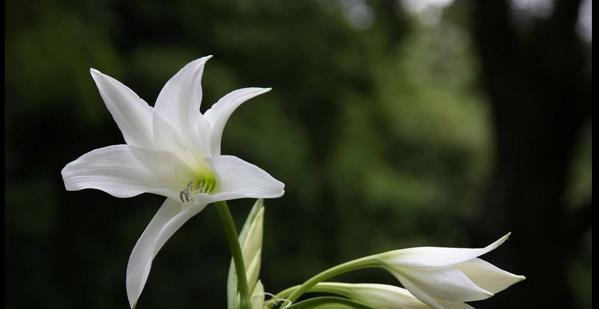 水百合的花语（探究水百合的内涵与象征意义）